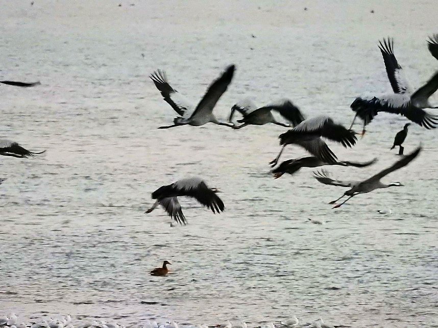 Flugshow der Kraniche