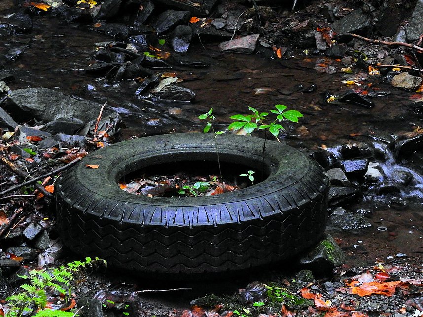 Hardt-Teich bei Neustadt