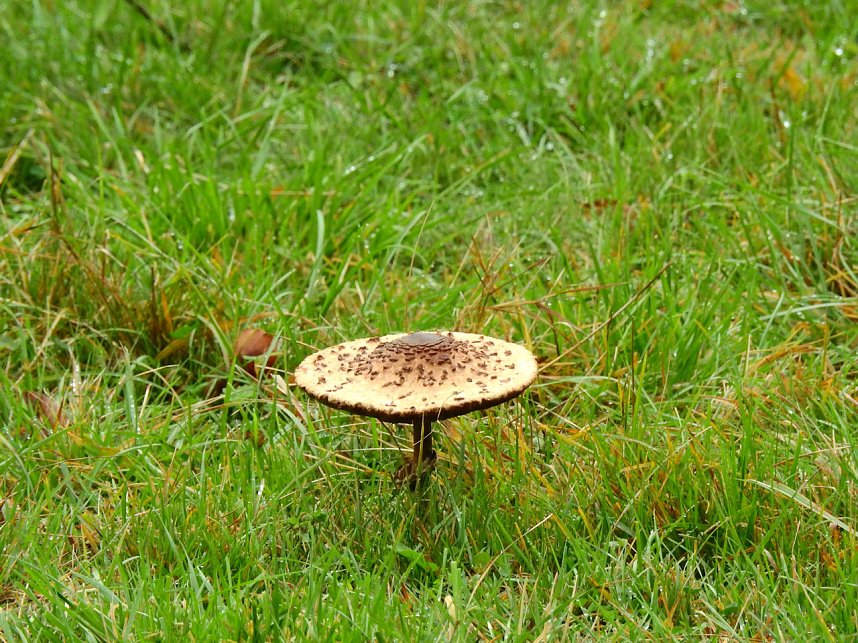 Hardt-Teich bei Neustadt