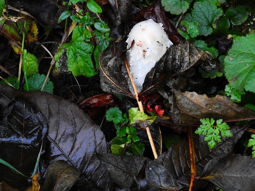 Hardt-Teich bei Neustadt