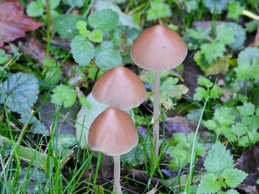 Hardt-Teich bei Neustadt