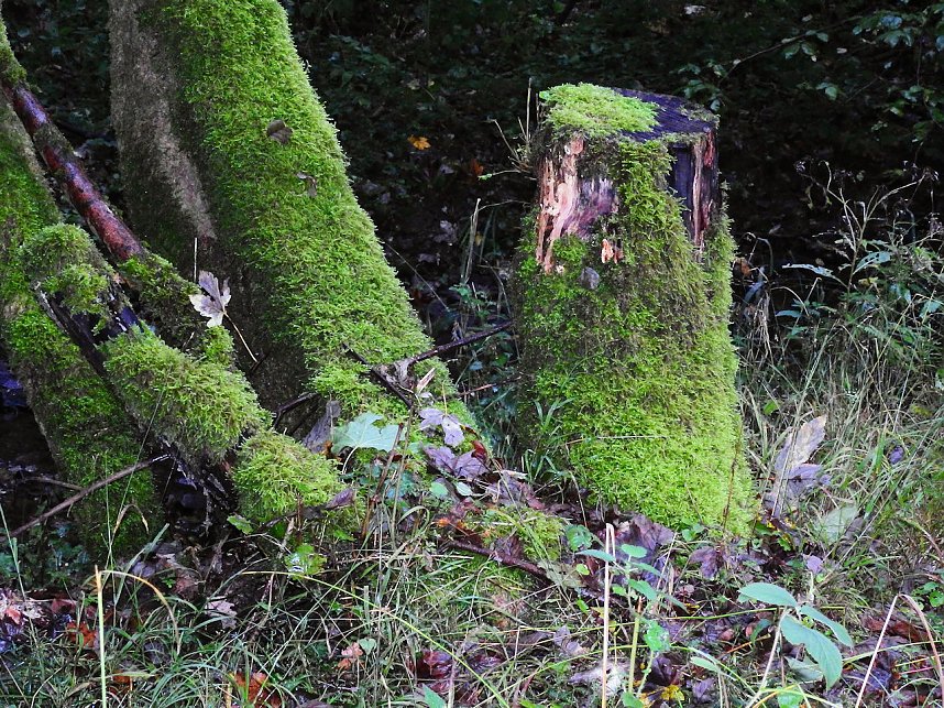 Hardt-Teich bei Neustadt