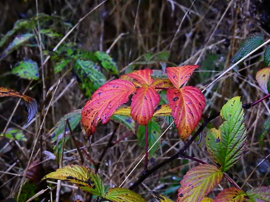 Unterwegs im sch&ouml;nen Harz