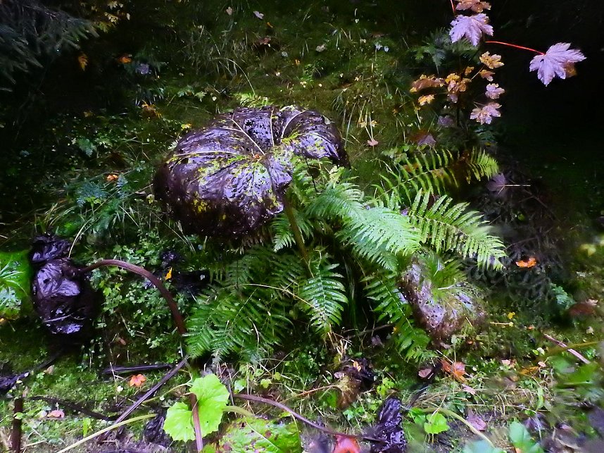 Unterwegs im sch&ouml;nen Harz