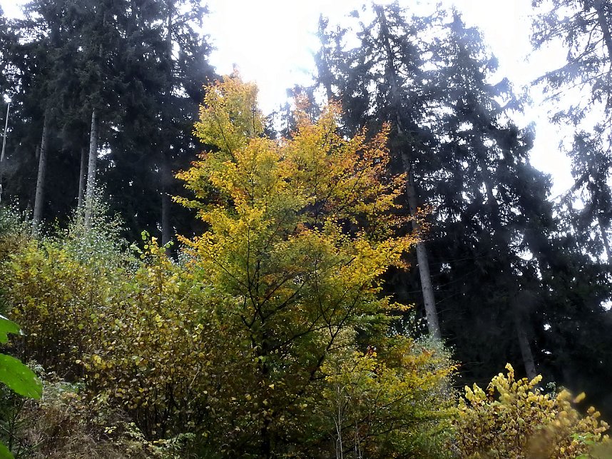 Unterwegs im sch&ouml;nen Harz