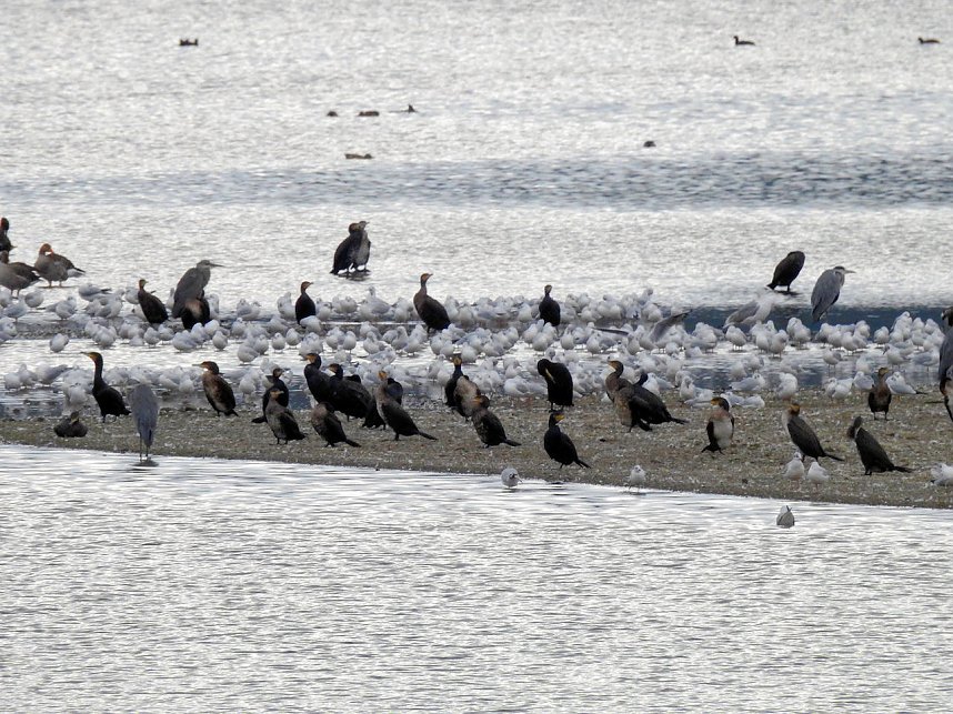 Kraniche am Stausee Kelbra
