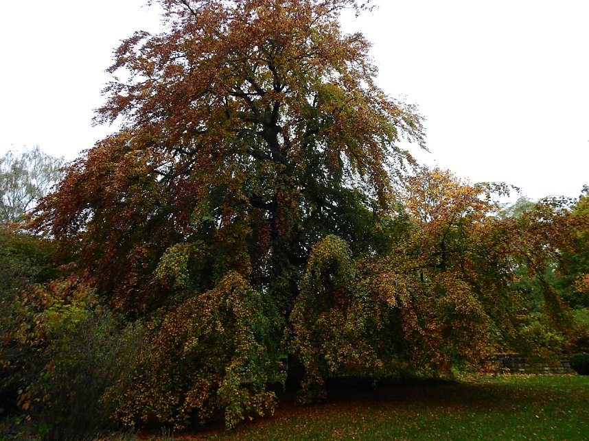 Herbstliche Impressionen