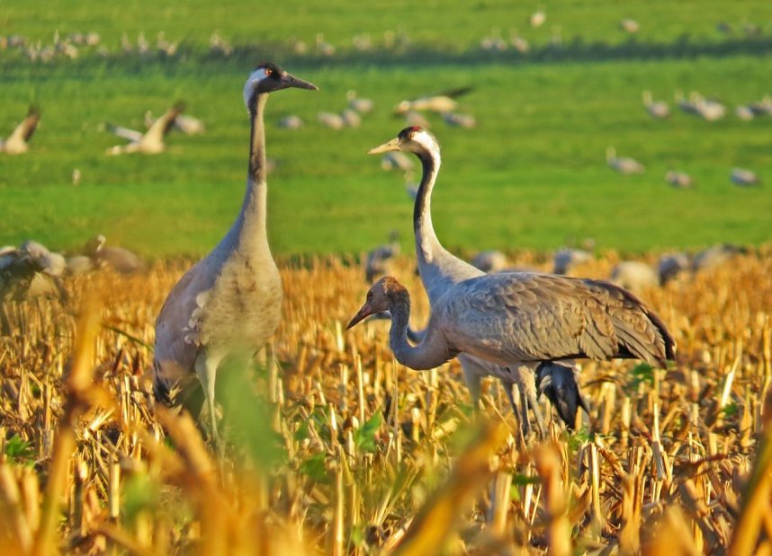 Kranichsch&uuml;tzer ziehen positives Res&uuml;mee
