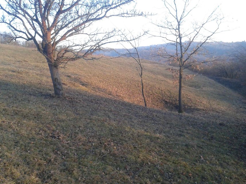 Einsatz f&uuml;r das Blasse Knabenkraut