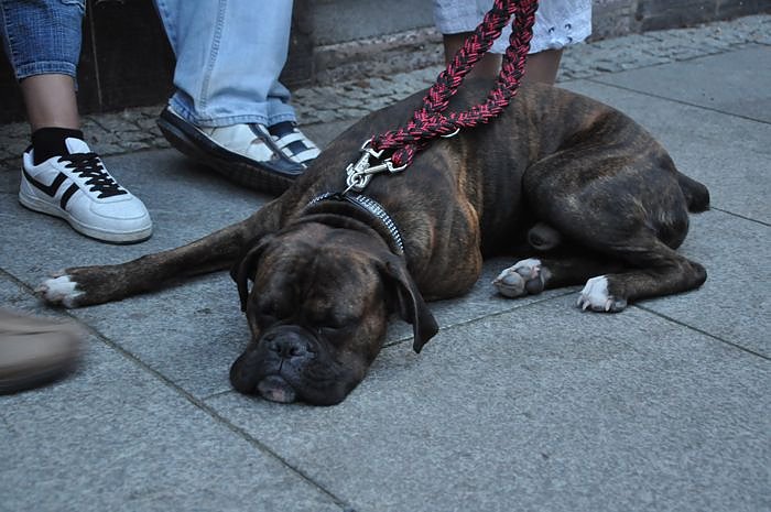 Altstadtfest 2009 am Abend