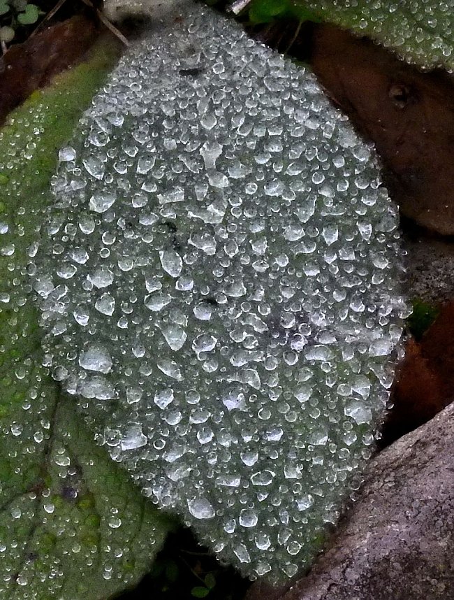 Peter Blei unterwegs im Kloster Michaelstein bei Blankenburg