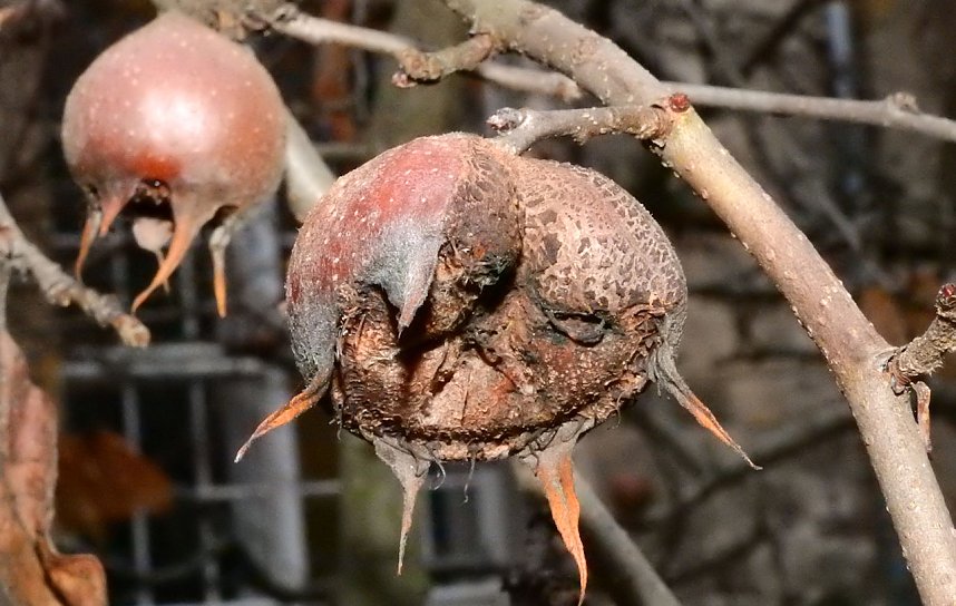 Peter Blei unterwegs im Kloster Michaelstein bei Blankenburg