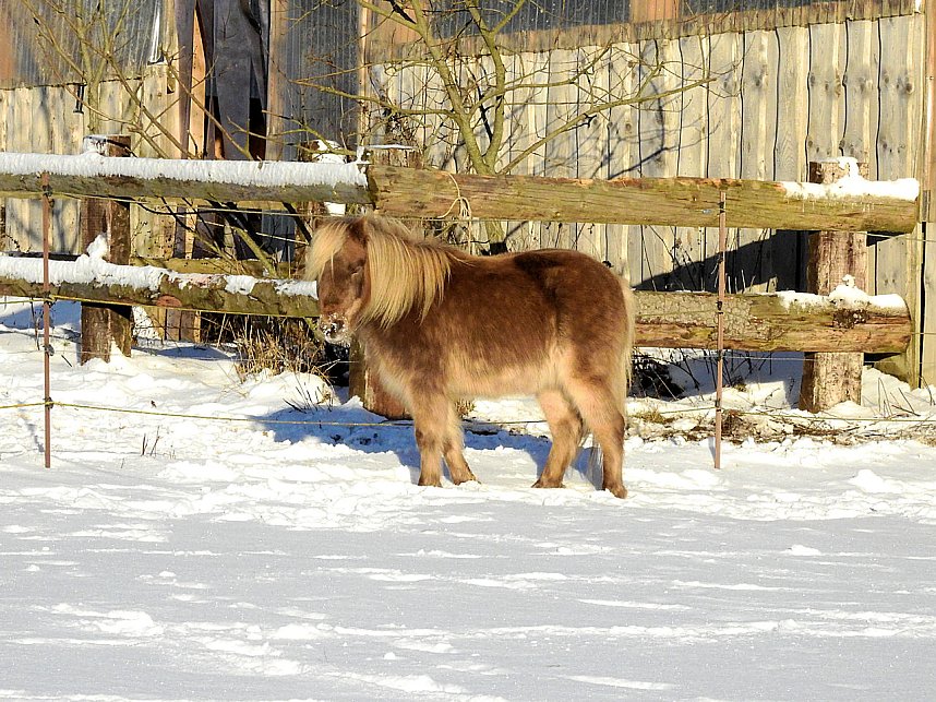 Ein Traum in wei&szlig; - der Harz im Schneekleid
