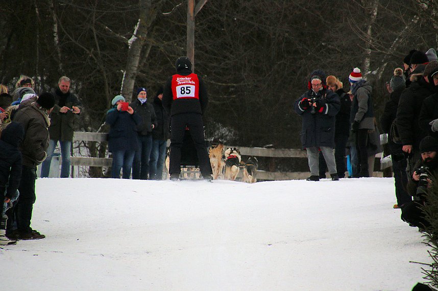Schlittenhunderennen in Hasselfelde