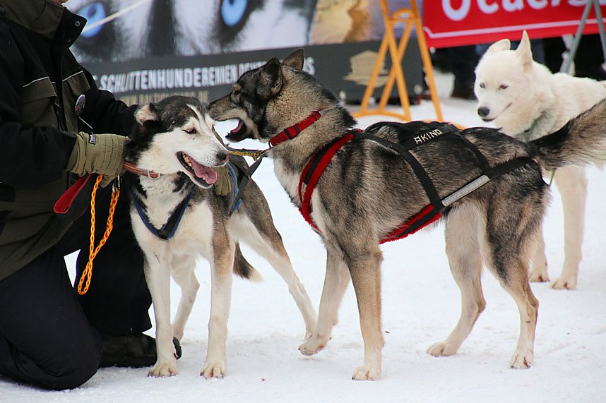 Schlittenhunderennen in Hasselfelde