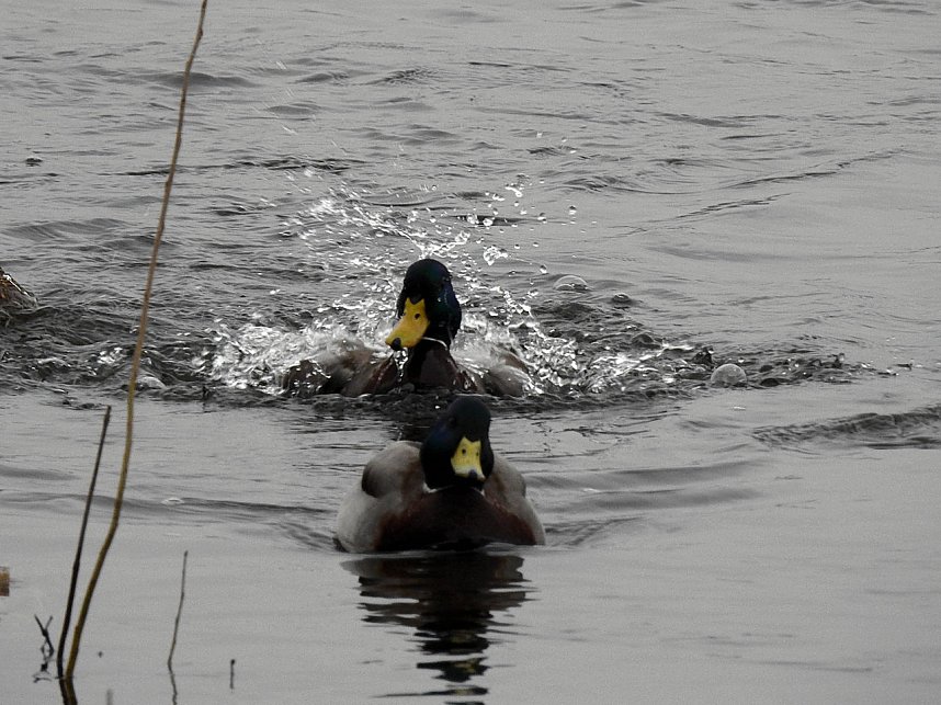 Peter Blei unterwegs am Wasser