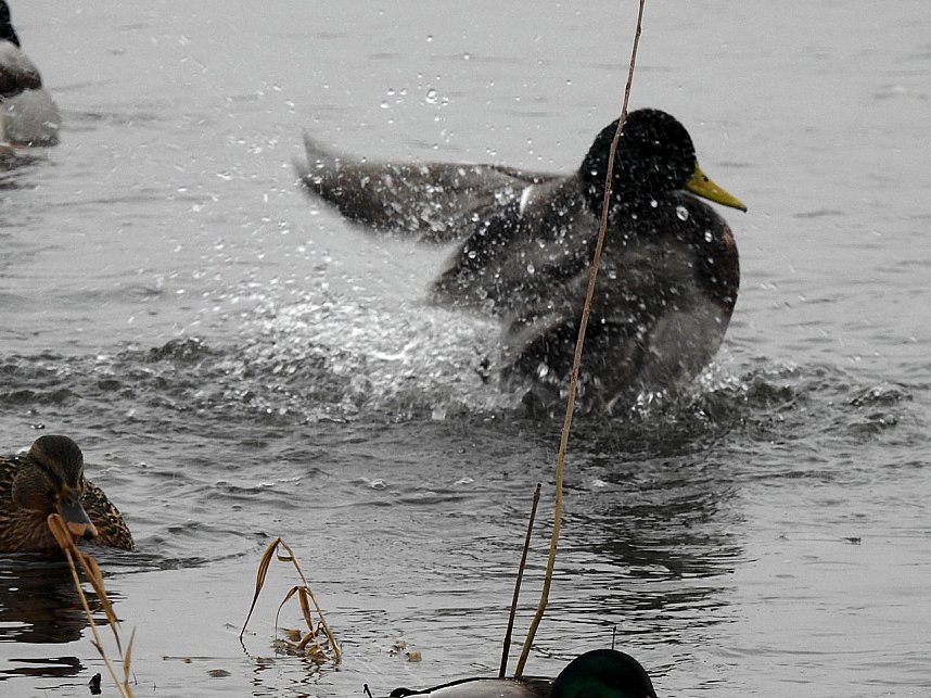 Peter Blei unterwegs am Wasser
