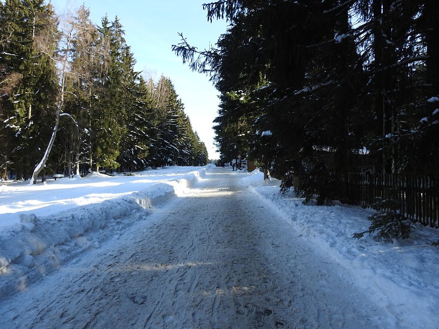 Schlittenhunderennen in Benneckenstein
