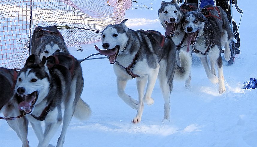 Schlittenhunderennen in Benneckenstein