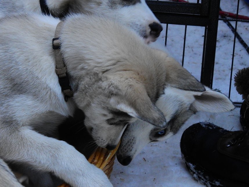 Schlittenhunderennen in Benneckenstein