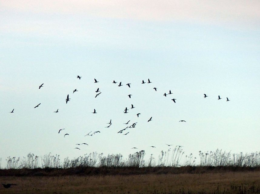 Schw&auml;ne machten Zwischenlandung bei Nordhausen
