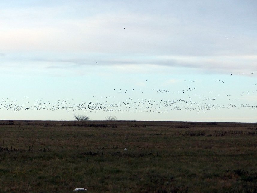 Schw&auml;ne machten Zwischenlandung bei Nordhausen