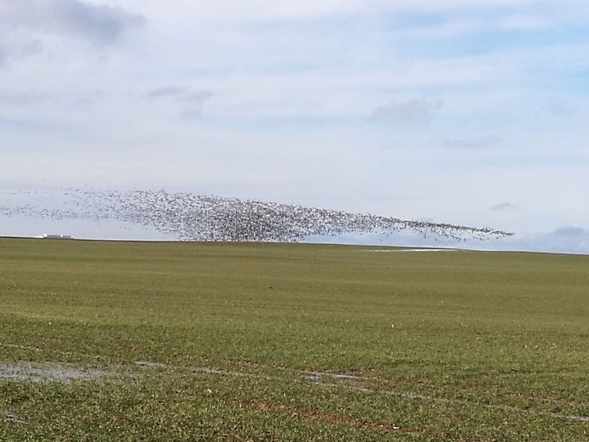 "Invasion" der Wildg&auml;nse