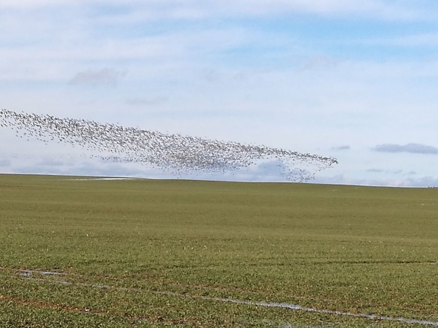 "Invasion" der Wildg&auml;nse