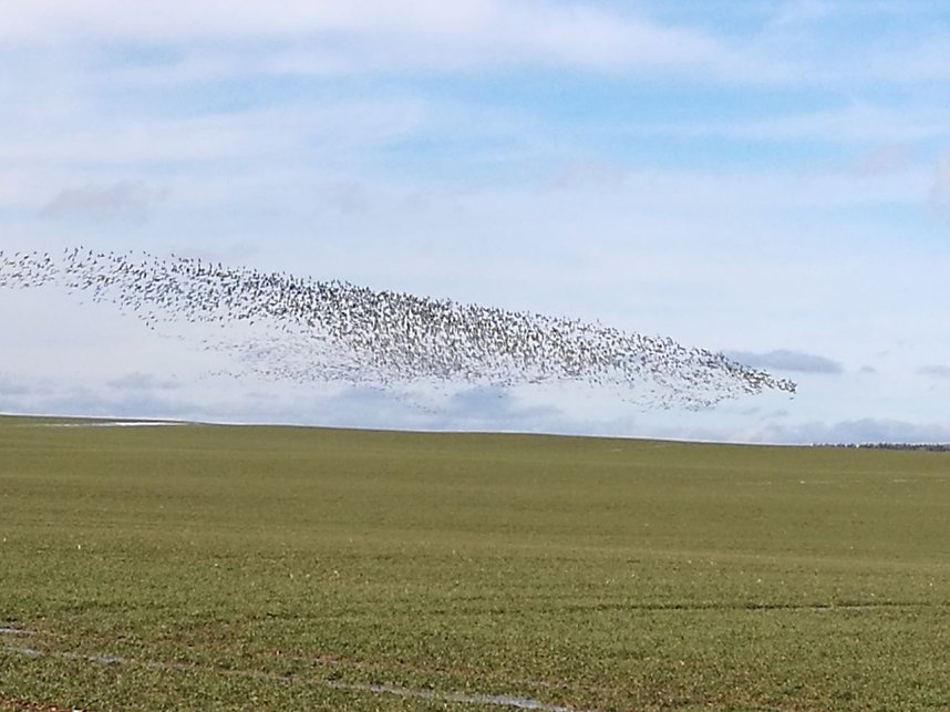 "Invasion" der Wildg&auml;nse