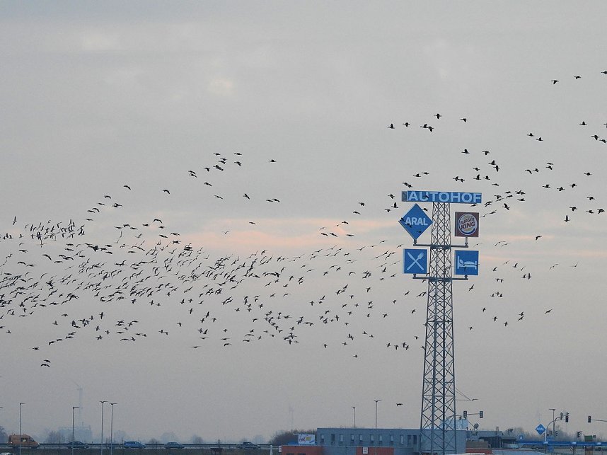 Wildg&auml;nse am K&ouml;ckernsee