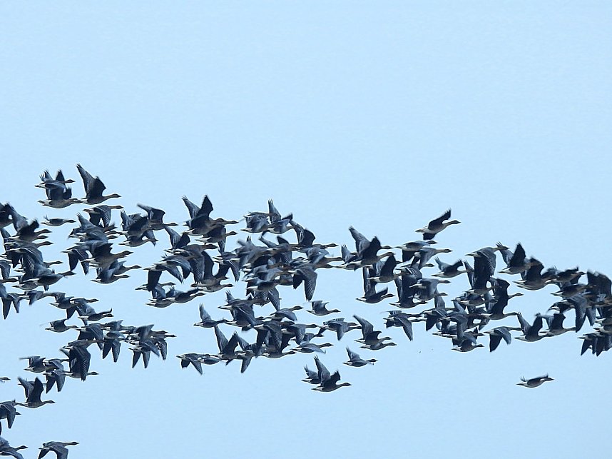 Wildg&auml;nse am K&ouml;ckernsee