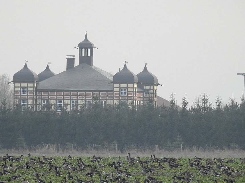 Wildg&auml;nse am K&ouml;ckernsee