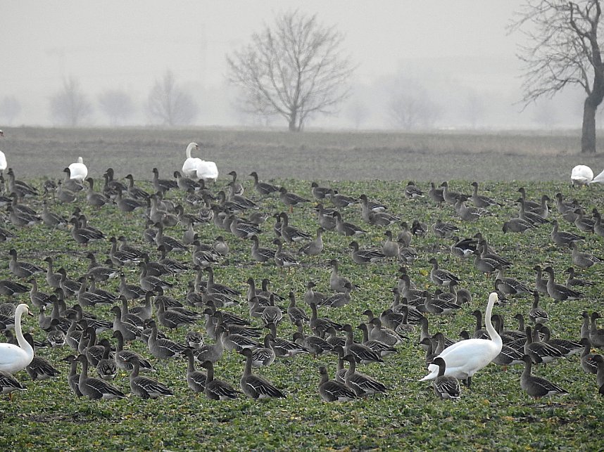 Wildg&auml;nse am K&ouml;ckernsee
