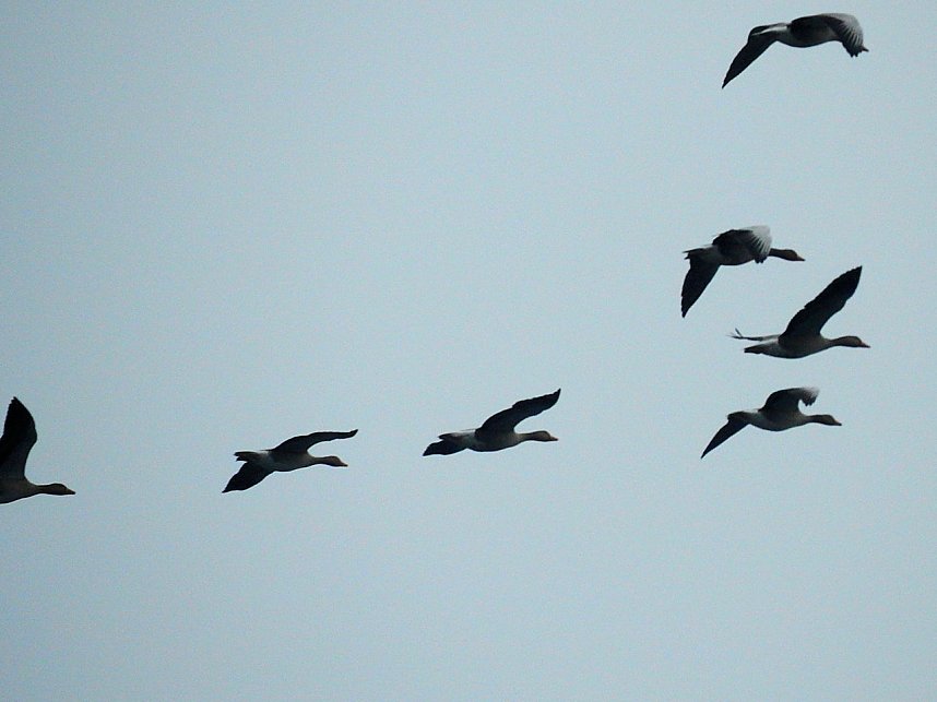 Wildg&auml;nse am K&ouml;ckernsee