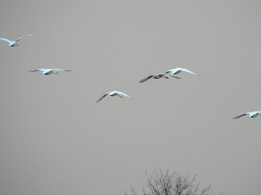 Wildg&auml;nse am K&ouml;ckernsee