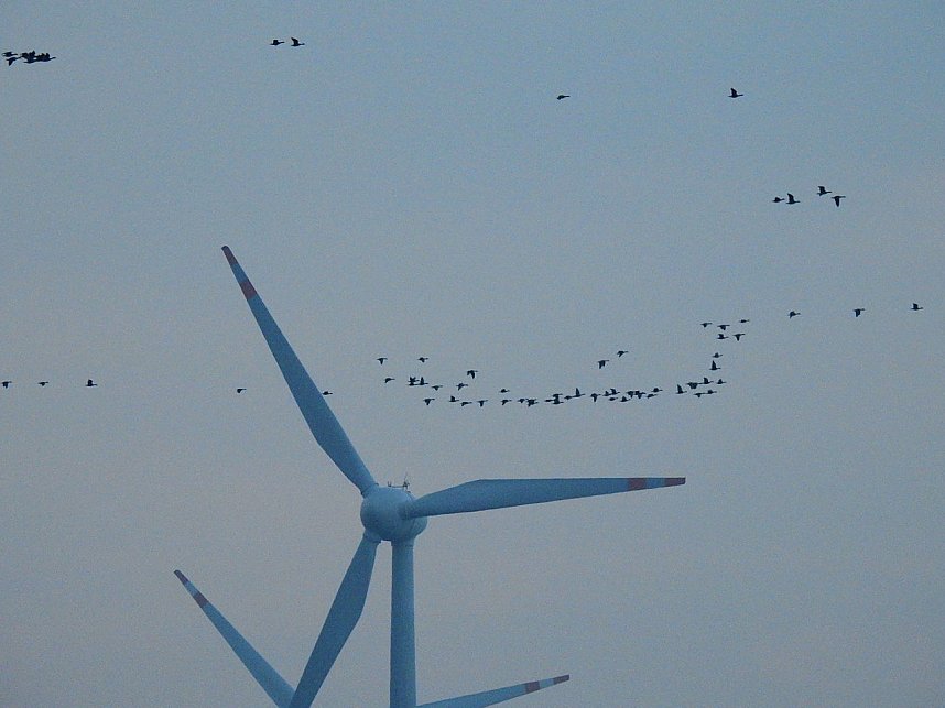 Wildg&auml;nse am K&ouml;ckernsee