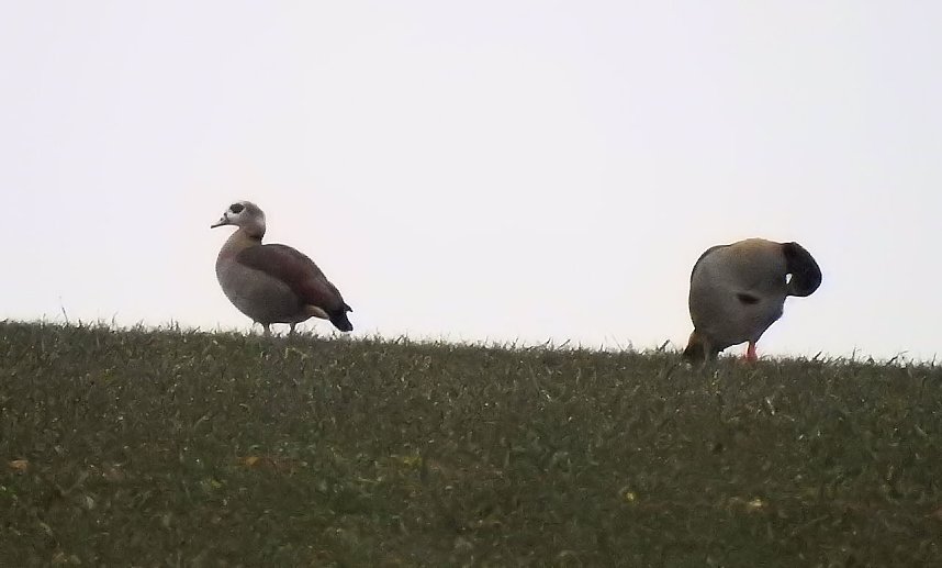 Zwischenstopp am Stadtrand - G&auml;nse rasteten bei Nordhausen