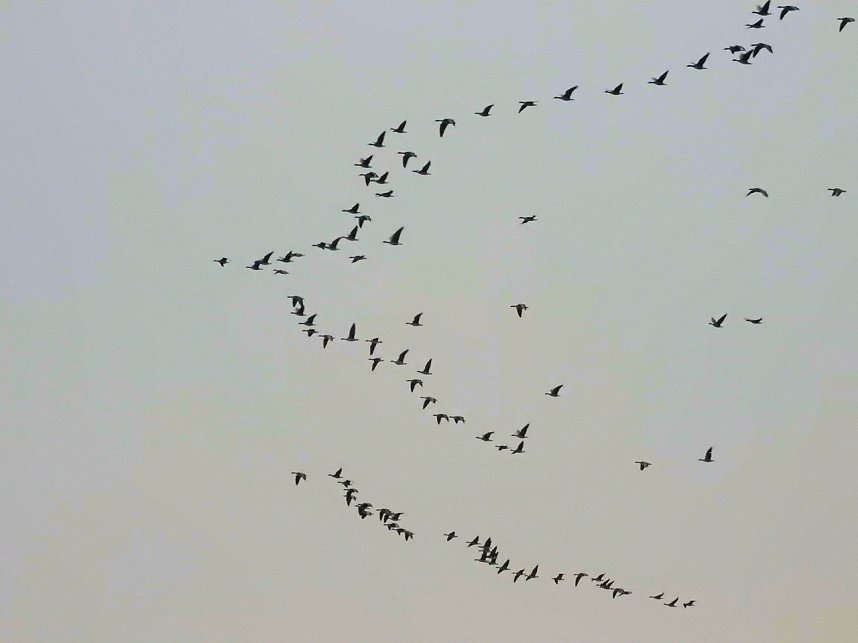 Zwischenstopp am Stadtrand - G&auml;nse rasteten bei Nordhausen