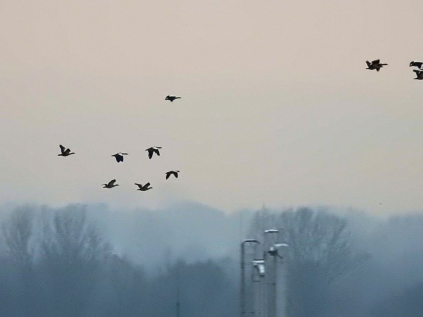 Zwischenstopp am Stadtrand - G&auml;nse rasteten bei Nordhausen