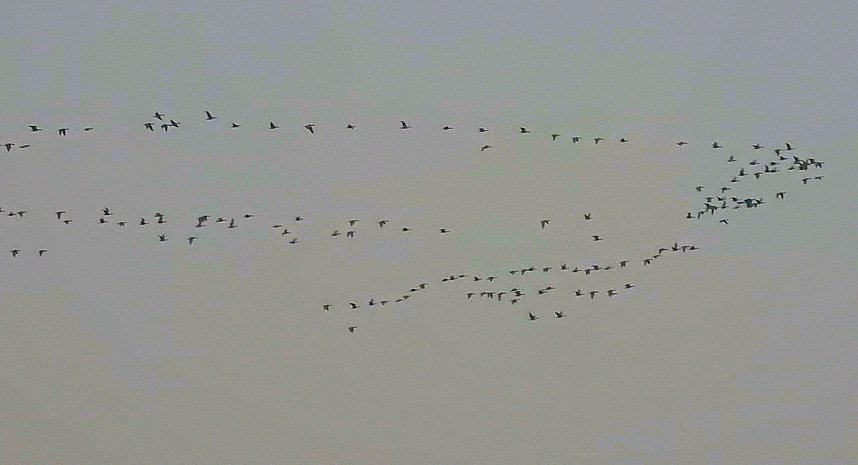 Zwischenstopp am Stadtrand - G&auml;nse rasteten bei Nordhausen