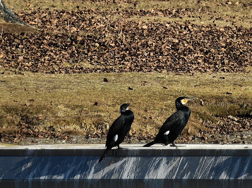 Sonnenbaden am Kiesschacht