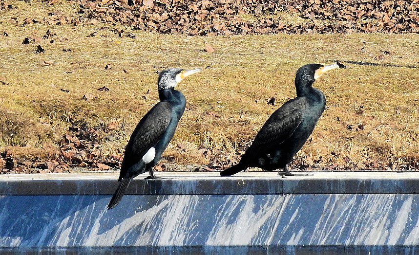 Sonnenbaden am Kiesschacht
