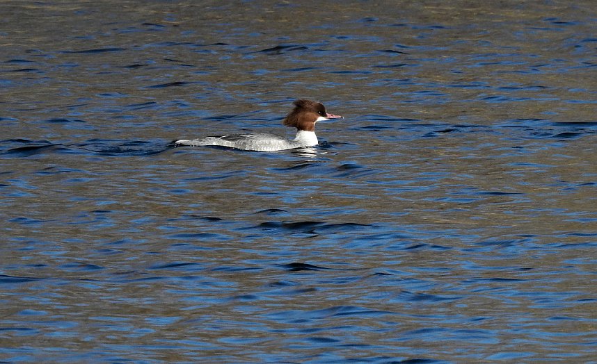 Sonnenbaden am Kiesschacht