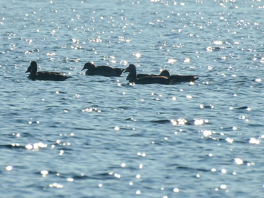 Sonnenbaden am Kiesschacht