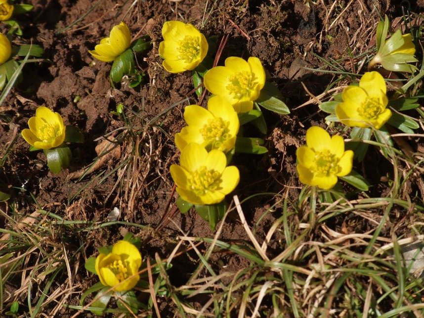 Die ersten Winterlinge