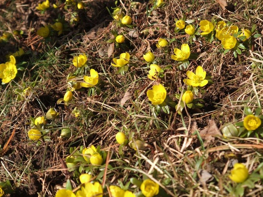 Die ersten Winterlinge