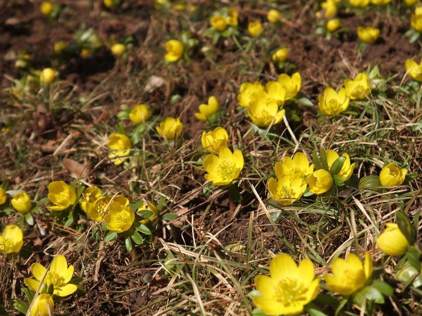 Die ersten Winterlinge