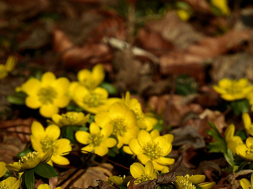 Winterlinge bei Schloss Ostrau