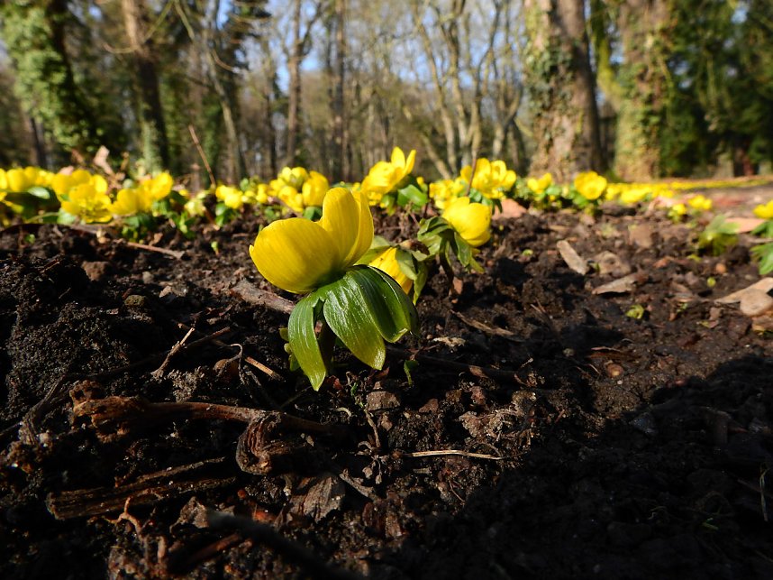 Winterlinge bei Schloss Ostrau