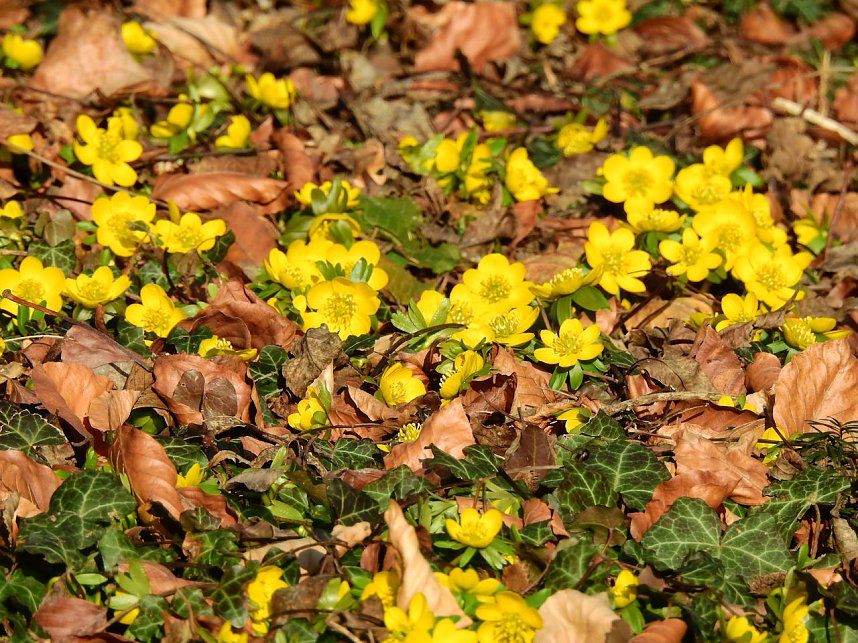 Winterlinge bei Schloss Ostrau